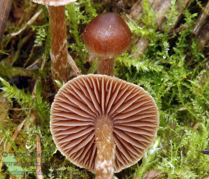 Kleiner Pelargoniengürtelfuss Cortinarius diasemospermus