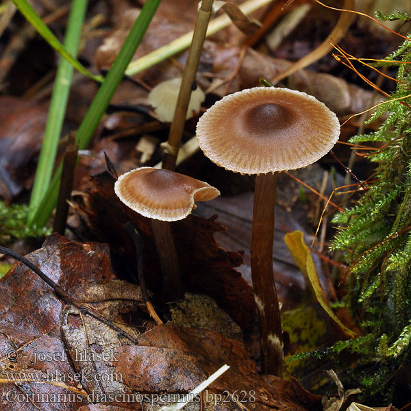 Cortinarius diasemospermus Kleiner Pelargoniengürtelfuss Kleine pelargoniumgordijnzwam Pile-slørhat <!-- голос -->