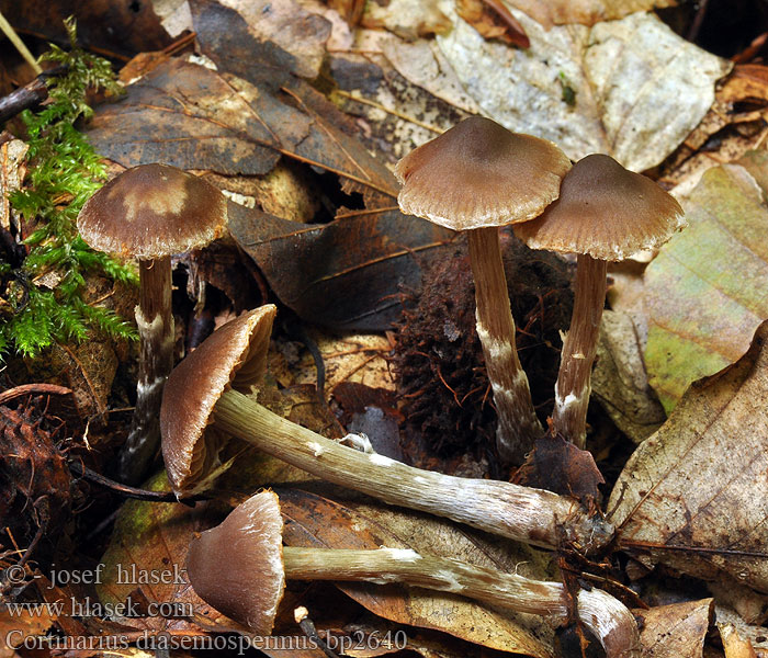 Kleine pelargoniumgordijnzwam Pile-slørhat <!-- голос --> Cortinarius diasemospermus Kleiner Pelargoniengürtelfuss