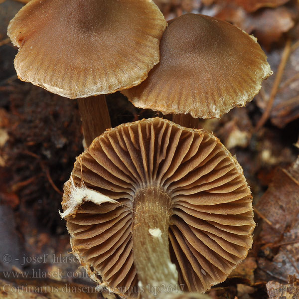 Pile-slørhat <!-- голос --> Cortinarius diasemospermus Kleiner Pelargoniengürtelfuss Kleine pelargoniumgordijnzwam