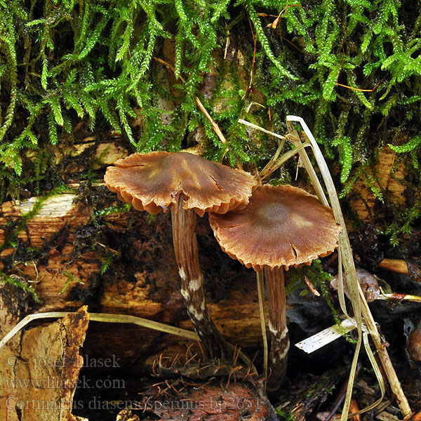 Kleiner Pelargoniengürtelfuss Kleine pelargoniumgordijnzwam Pile-slørhat <!-- голос --> Cortinarius diasemospermus