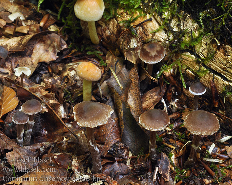 Kleiner Pelargoniengürtelfuss Cortinarius diasemospermus Kleine pelargoniumgordijnzwam Pile-slørhat <!-- голос -->