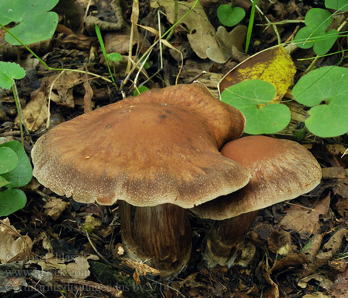 Cortinarius disjungendus