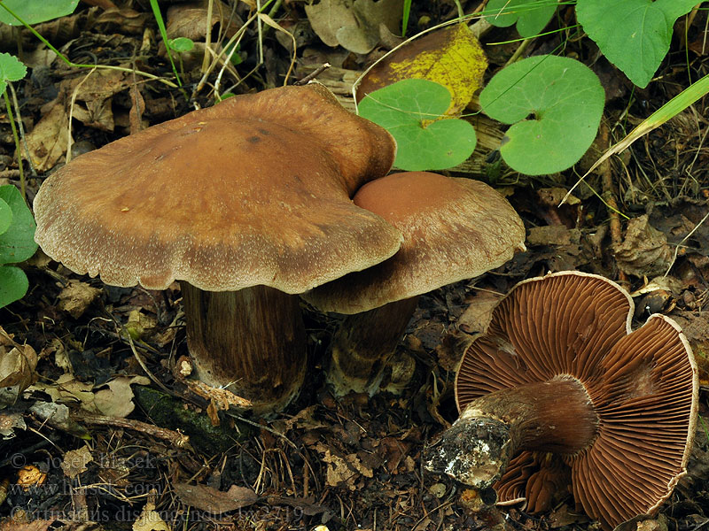 Cortinarius disjungendus Holzfarbener Wasserkopf