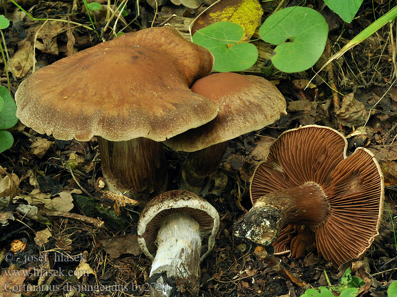 Cortinarius disjungendus Sauvaseitikki