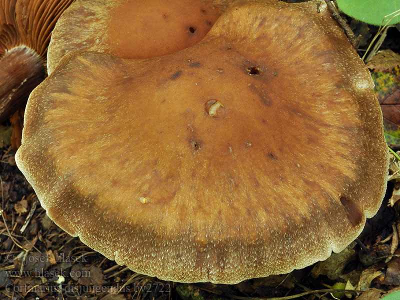 Cortinarius disjungendus Cortinaire disjoint