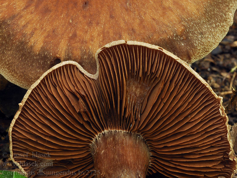 Cortinarius disjungendus Паутинник отделенный