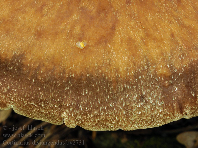 Holzfarbener Wasserkopf Cortinarius disjungendus