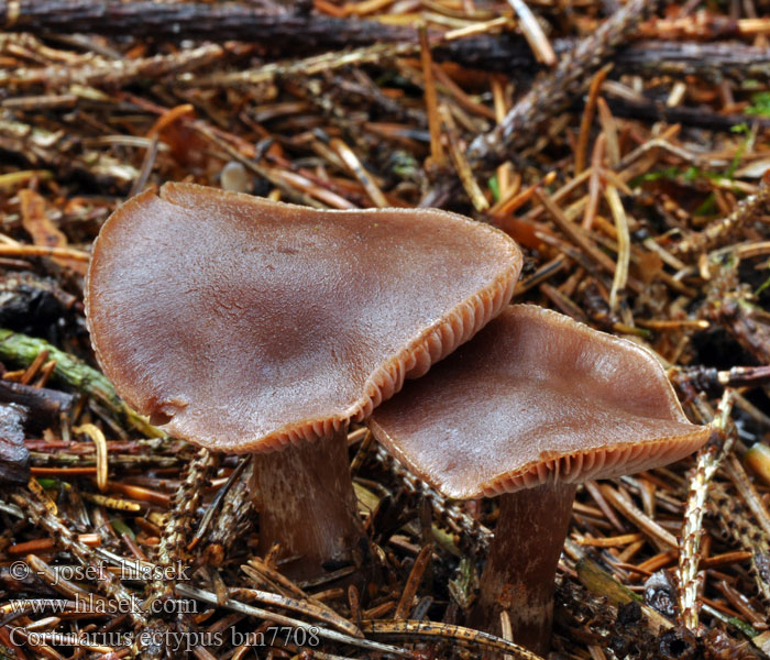 Cortinarius ectypus Pavučinec hnědovláknitý Synkkäseitikki