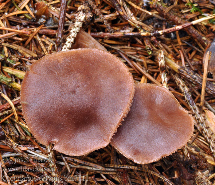 Pavučinec hnědovláknitý Synkkäseitikki Cortinarius ectypus