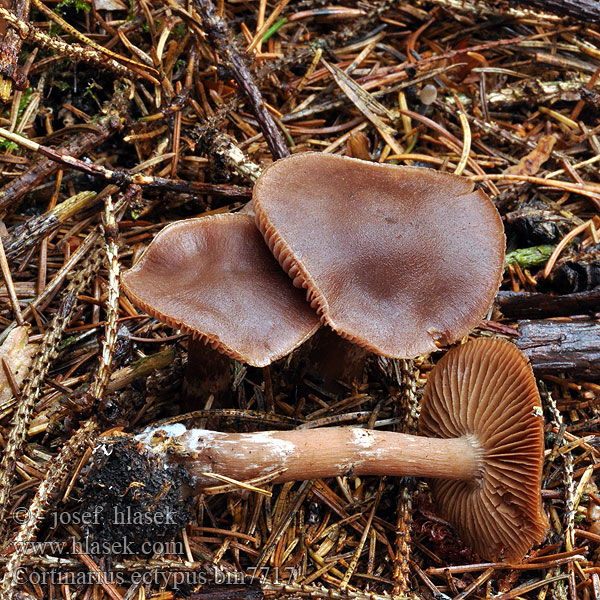 Synkkäseitikki Pavučinec hnědovláknitý Cortinarius ectypus