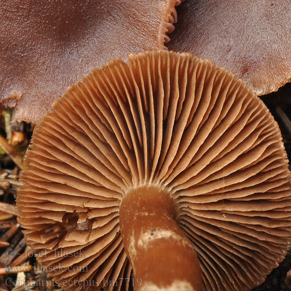 Cortinarius ectypus Synkkäseitikki Pavučinec hnědovláknitý