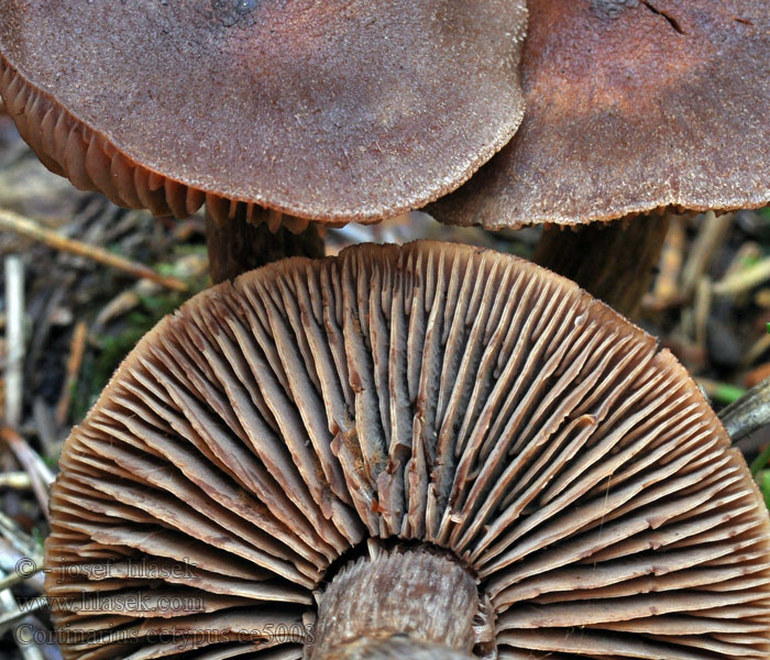 Pavučinec hnědovláknitý Cortinarius ectypus