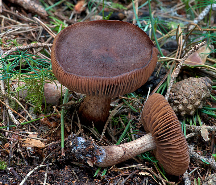 Synkkäseitikki Cortinarius ectypus