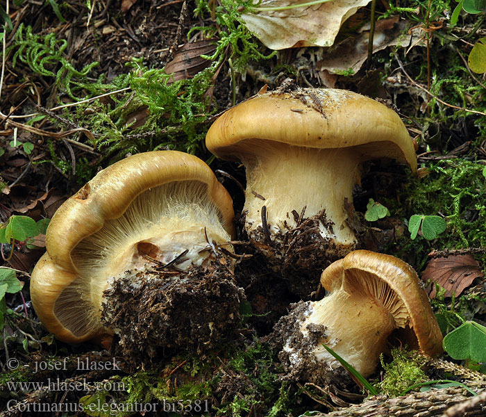 Cortinarius elegantior bi5381