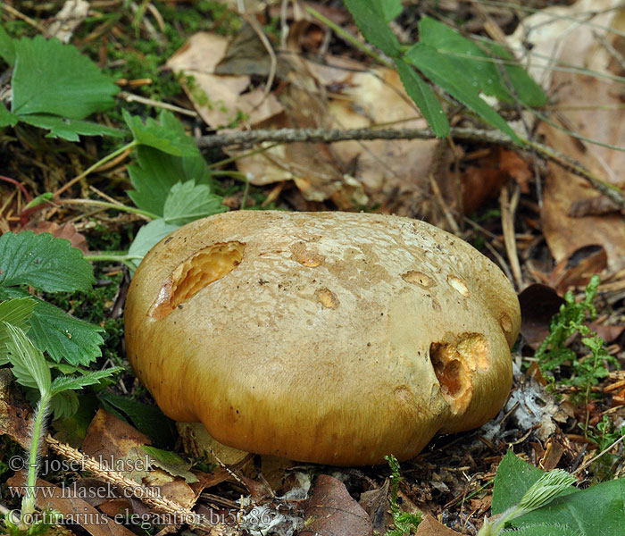 Cortinarius elegantior Gordijnzwam Zasłonak słomkowożółty Pavučinovec úhľadný