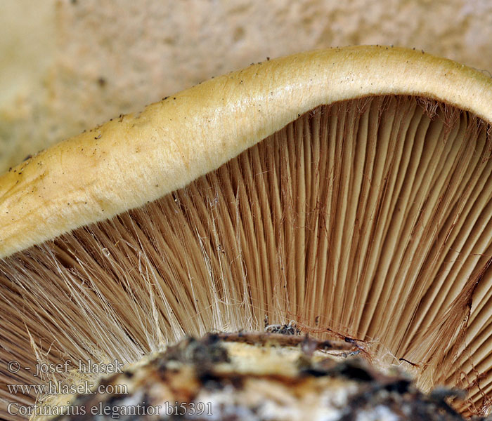 Cortinarius elegantior Gyllenbrun slørsopp Kungsspindling Leijonaseitikki