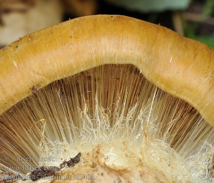 Cortinarius elegantior Cortinaire élégant Паутинник элегантный