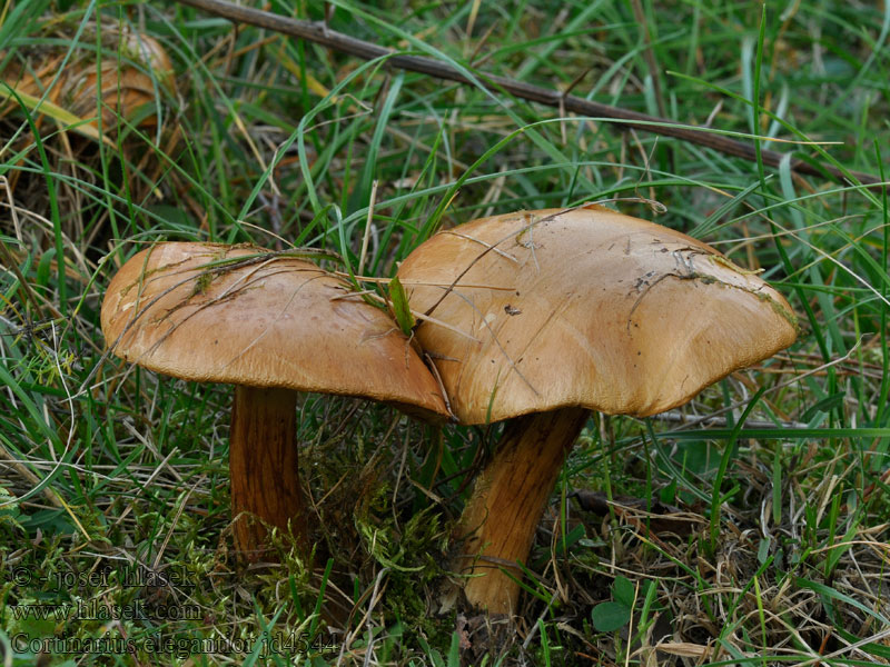 Cortinarius elegantior Паутинник элегантный