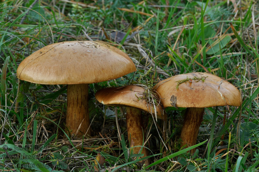 Pavučinec elegantní Cortinarius elegantior