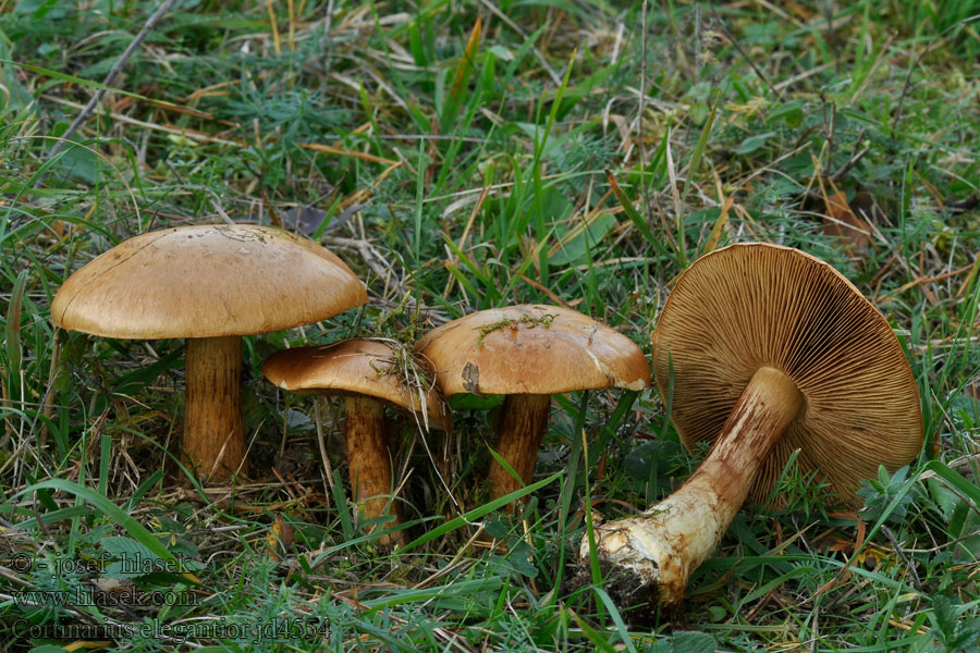 Strohgelber Klumpfuss Cortinarius elegantior