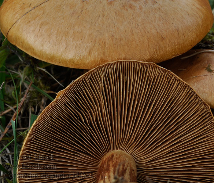 Gordijnzwam Zasłonak słomkowożółty Cortinarius elegantior