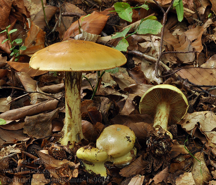 Cortinarius_elegantissimus_bs9604