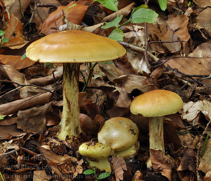 Cortinarius_elegantissimus_bs9605