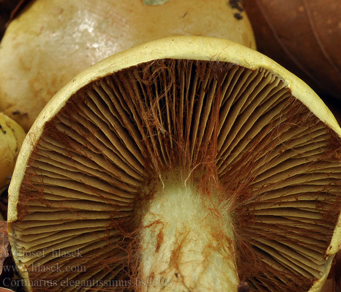 Cortinarius_elegantissimus_bs9609