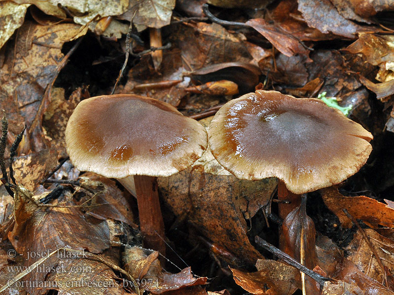 Cortinarius erubescens Rötender Wasserkopf