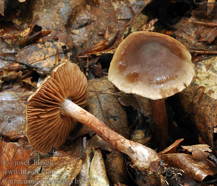 Cortinarius erubescens Kastanjespindling