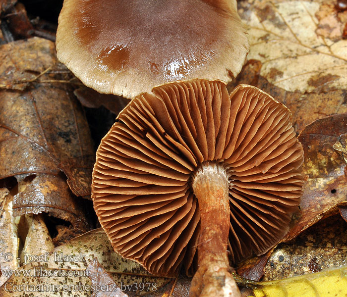 Cortinarius erubescens Kastanjaseitikki