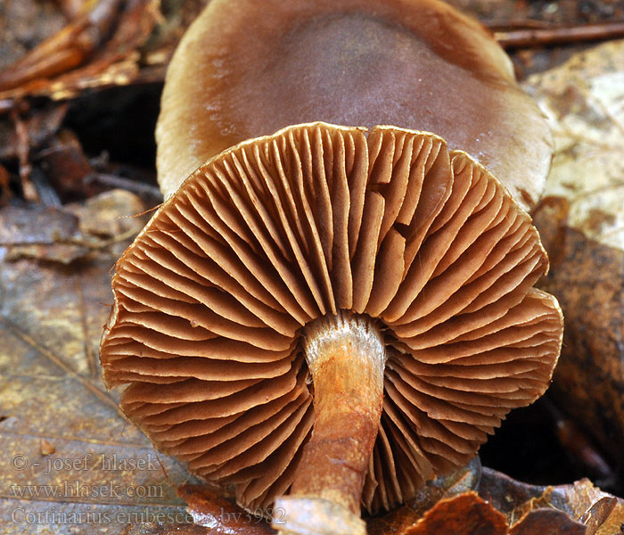 Cortinarius erubescens Rødflekket slørsopp