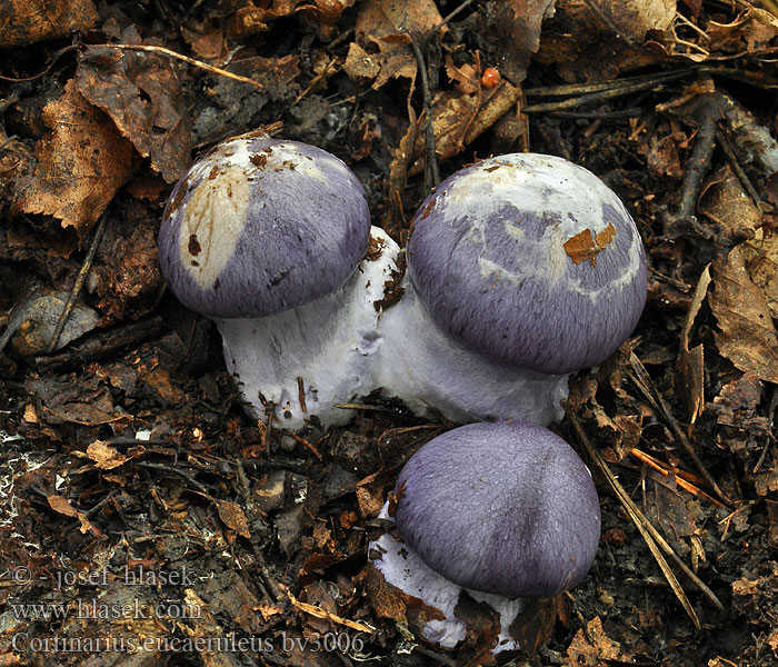 Cortinarius eucaeruleus