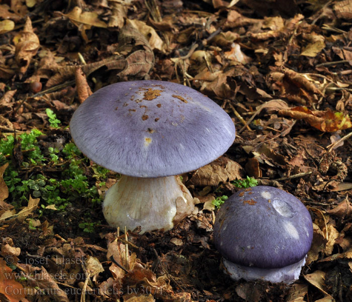 Cortinarius eucaeruleus Pavučinec zářivě fialový