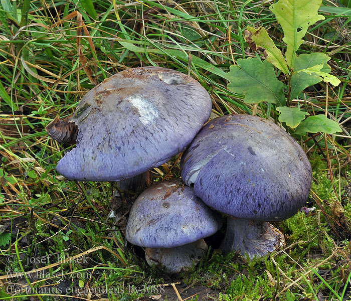 Cortinarius eucaeruleus Паутинник ярко-синий