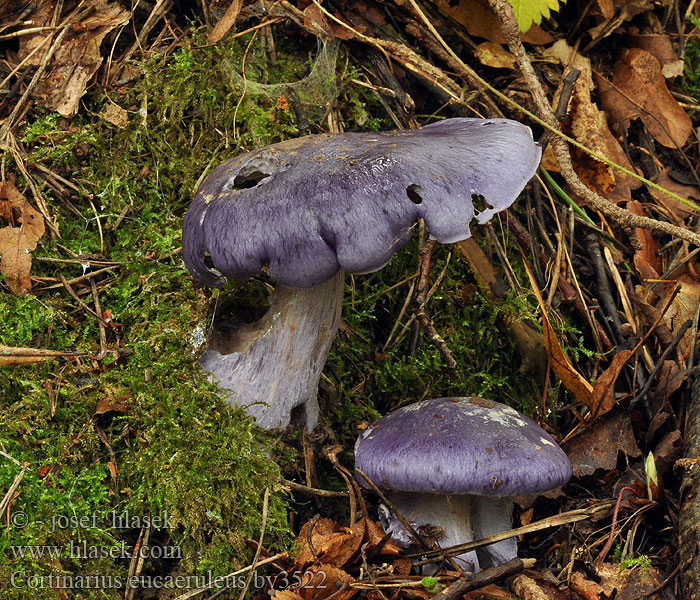Pavučinec zářivě fialový Cortinarius eucaeruleus