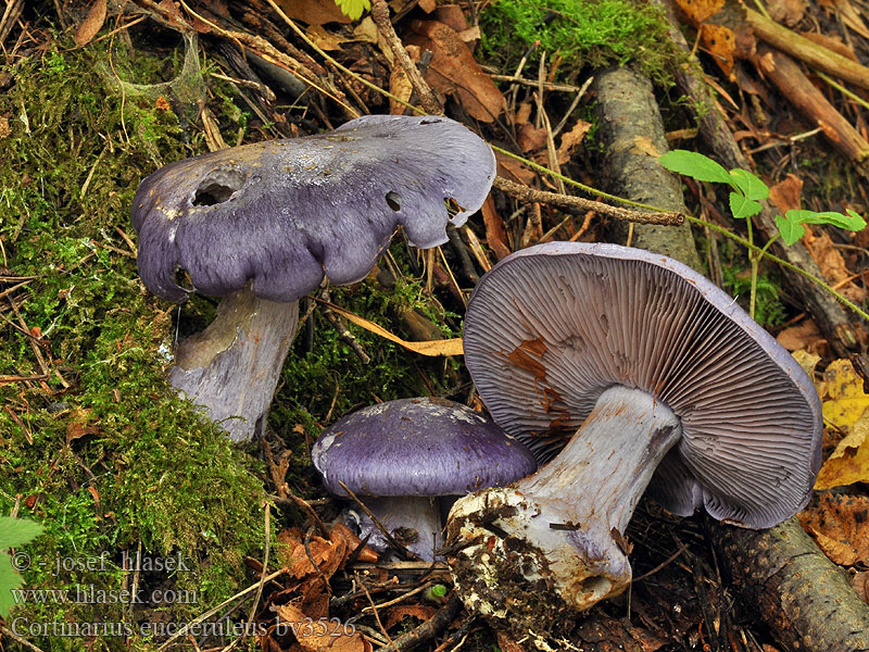 Паутинник ярко-синий Cortinarius eucaeruleus