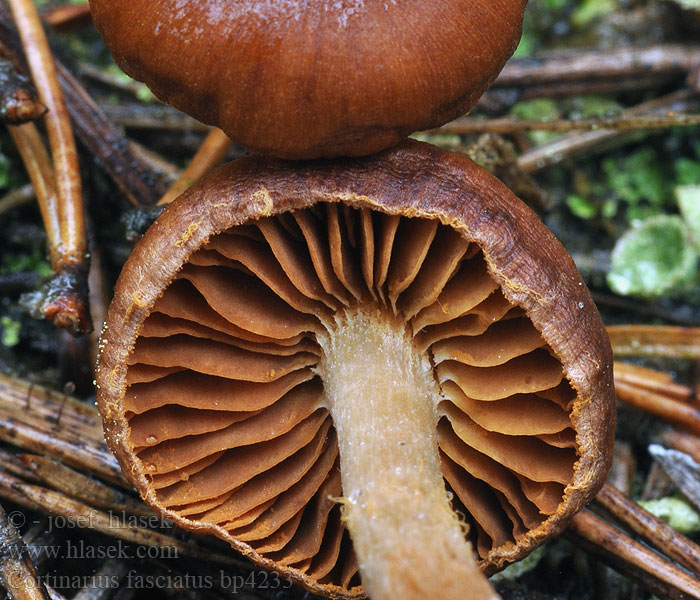 Cortinarius fasciatus Pavučinec zašpičatělý Rötlichgeschmückter Wasserkopf Bleeksteelgordijnzwam Honteloseitikki Паутинник ярко-красный