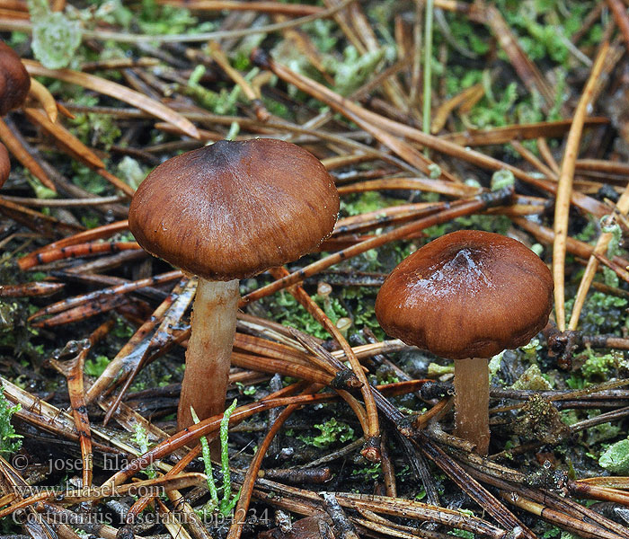 Bleeksteelgordijnzwam Honteloseitikki Паутинник ярко-красный Cortinarius fasciatus Pavučinec zašpičatělý Rötlichgeschmückter Wasserkopf