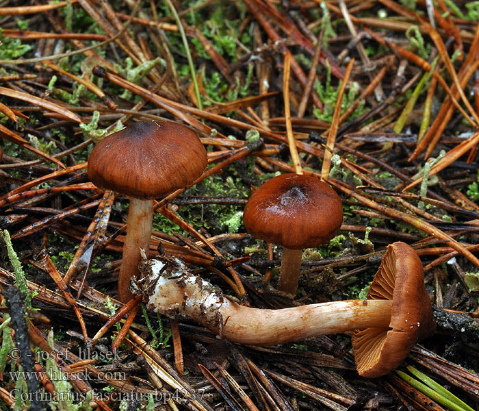 Pavučinec zašpičatělý Rötlichgeschmückter Wasserkopf Bleeksteelgordijnzwam Honteloseitikki Паутинник ярко-красный Cortinarius fasciatus