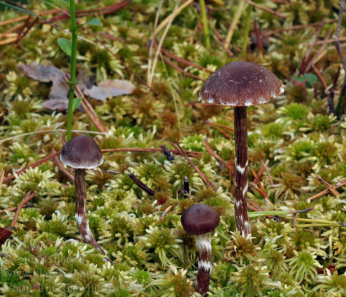 Cortinarius flabellus