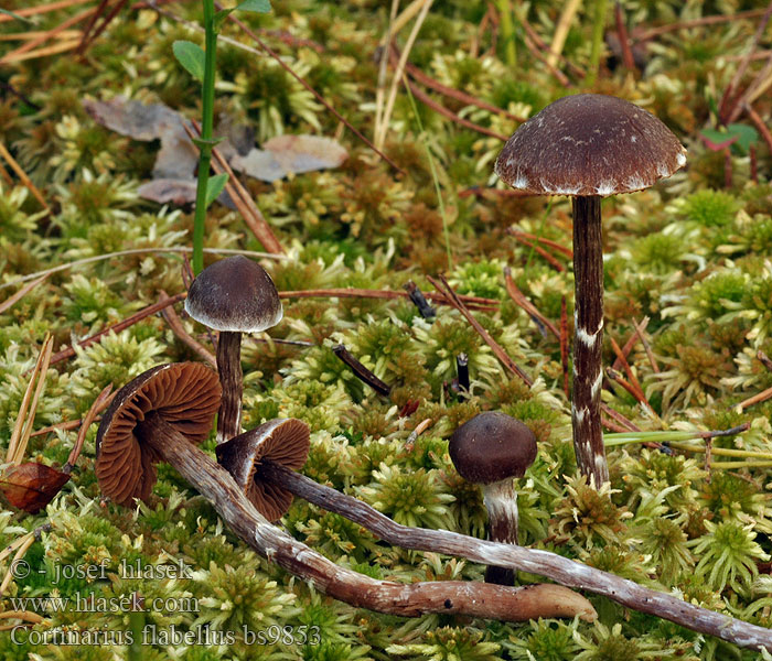 Cortinarius_flabellus_bs9853