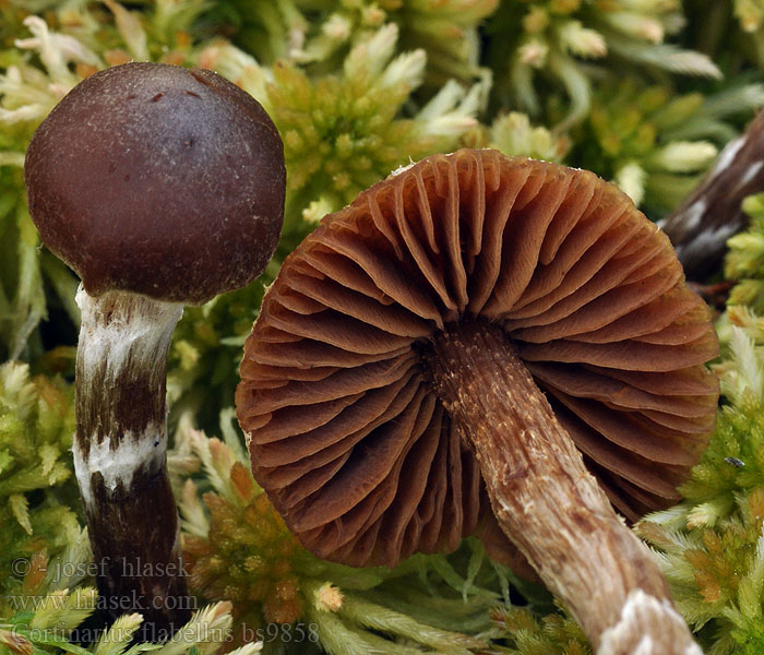 Cortinarius flabellus