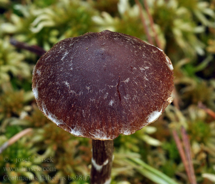 Cortinarius flabellus