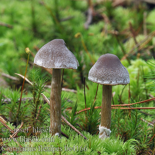 Cortinarius flexipes be4166