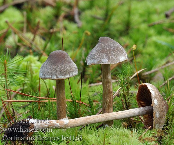 Cortinarius flexipes be4168