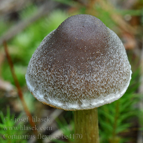 Cortinarius flexipes be4170