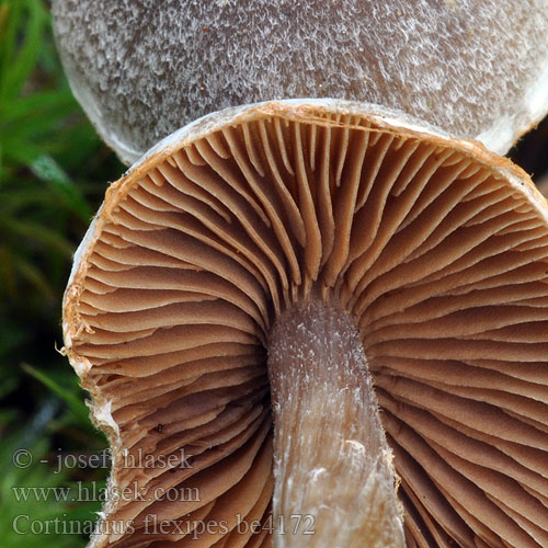 Pelargoniseitikki Muskátlis pókhálósgomba Pelargoniumslørsopp Zasłonak pelargoniowy Pelargonspindling Cortinarius flexipes paleaceus paleiferus Pavučinec pelargoniový plevnatý Pavučinovec fialovoplstnatý Паутинник пленчато-дикорастущий Pelargonien-Gürtelfuß Duftender Pelargonium Webcap Cortinaire pailleté paleifer Gewone Pelargoniumgordijnzwam