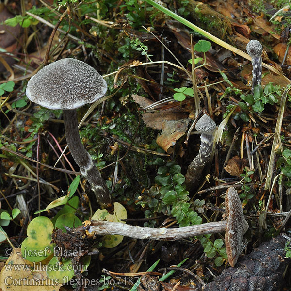 Pelargonspindling Cortinarius flexipes paleaceus paleiferus Pavučinec pelargoniový plevnatý Pavučinovec fialovoplstnatý Паутинник пленчато-дикорастущий Pelargonien-Gürtelfuß Duftender Pelargonium Webcap Cortinaire pailleté paleifer Gewone Pelargoniumgordijnzwam Pelargoniseitikki Muskátlis pókhálósgomba Pelargoniumslørsopp Zasłonak pelargoniowy